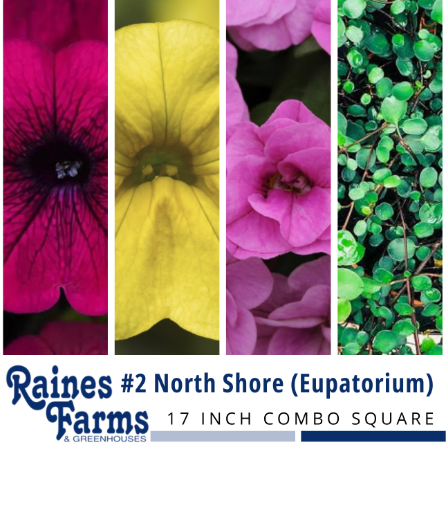 #2: North Shore (Eupatorium) 17 Inch Combo Square